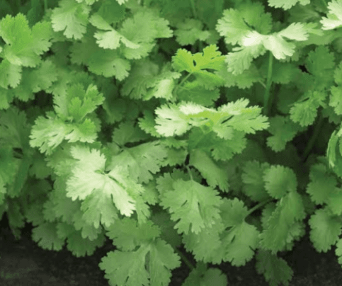 Coriander