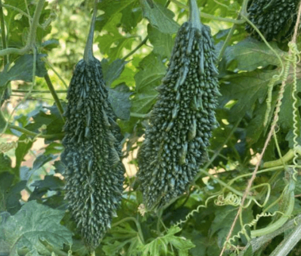 Harihar