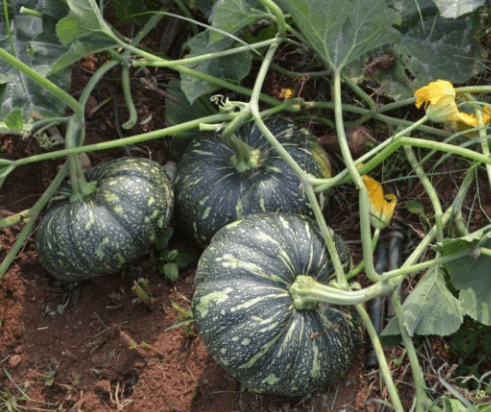 Pumpkin