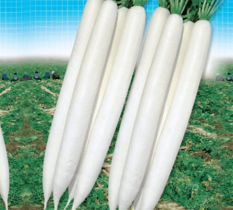 Radish