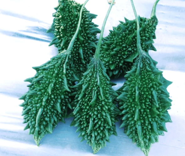 Bitter Gourd